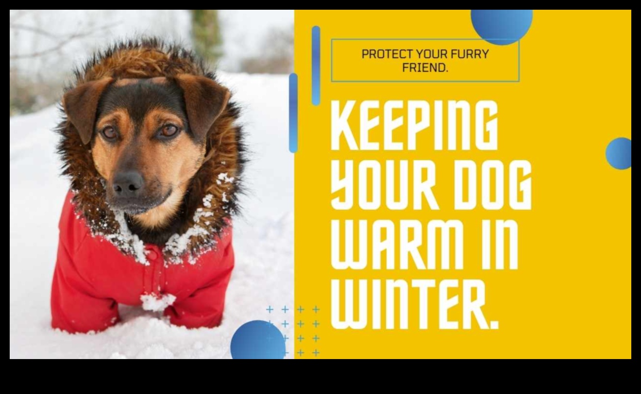 Winter Pet Care Tips: Keeping Your Furry Friend Warm and Cozy