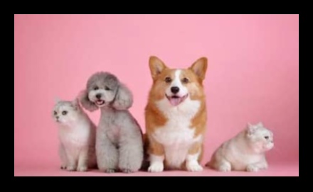 Winter Pet Care Tips: Keeping Your Furry Friend Warm and Cozy