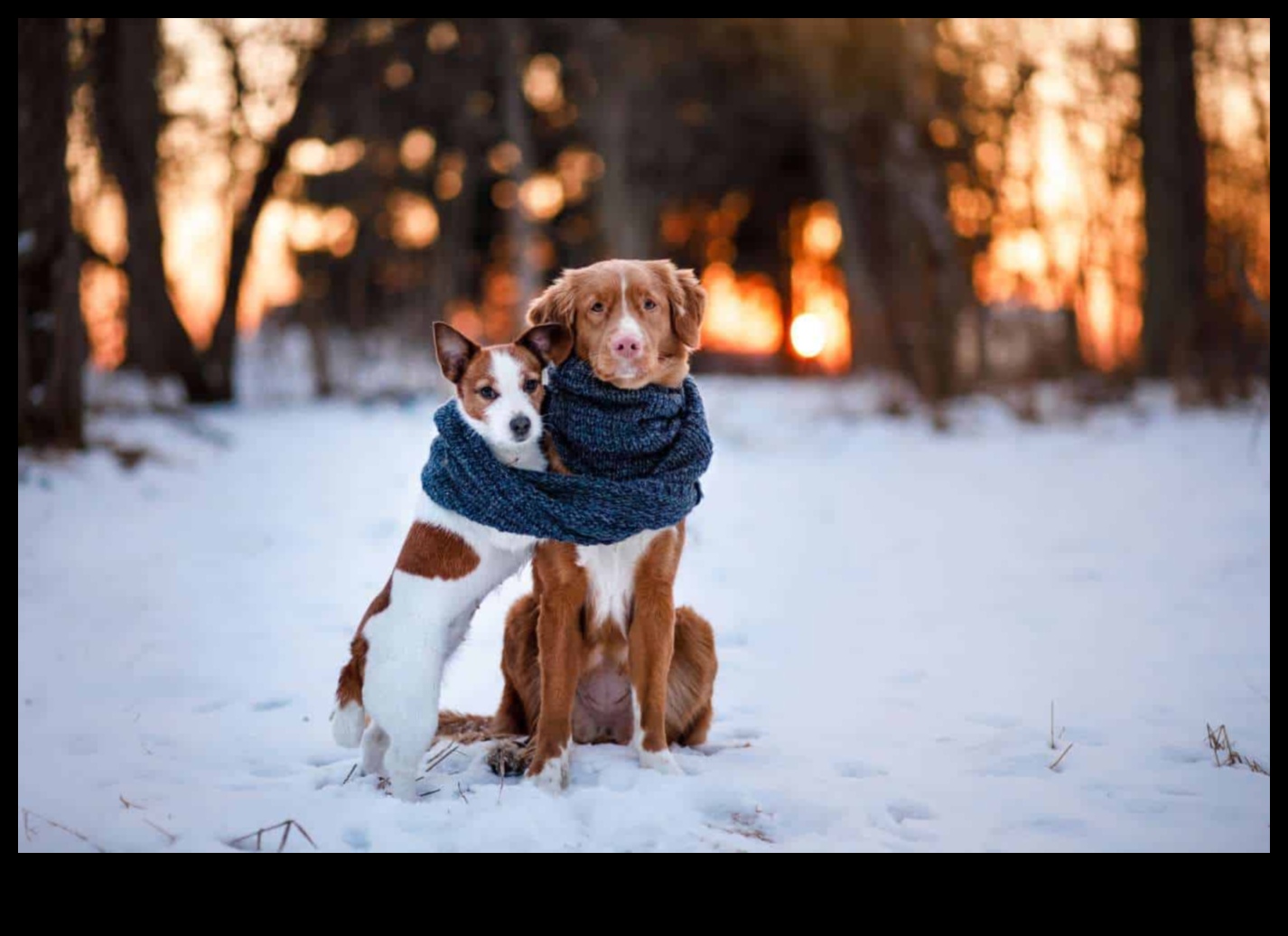 Winter Wonderland: Preparing Your Pet for Cold Weather