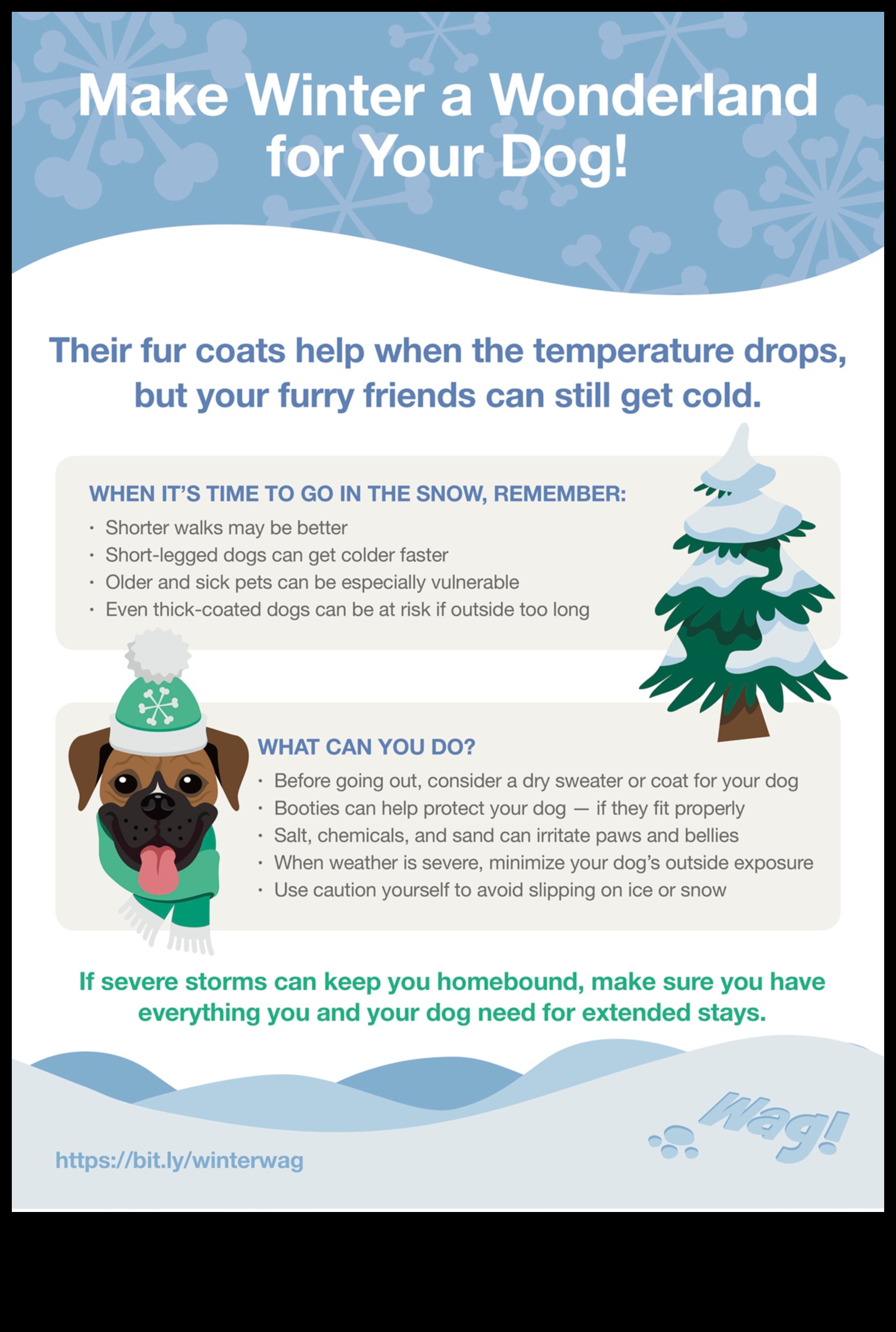 Winter Wonderland: Preparing Your Pet for Cold Weather